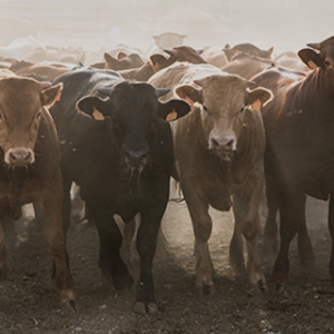 Beef Cattle Feed Range