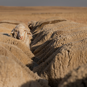 Sheep Feed Range
